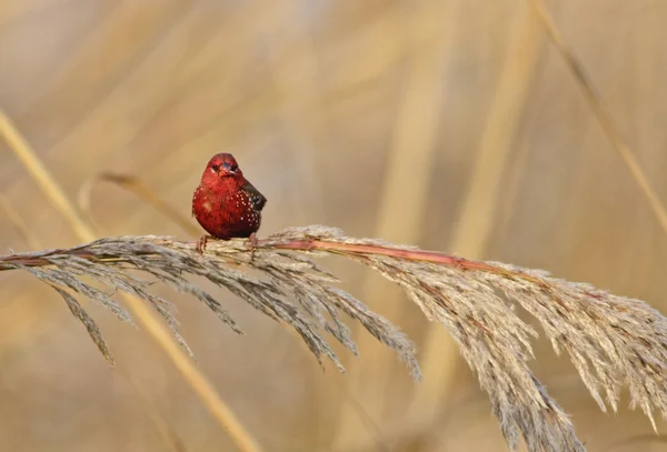 Retrato Masculino rojo profundo de Avadavat rojo (Amandava amandava ) — Foto de Stock