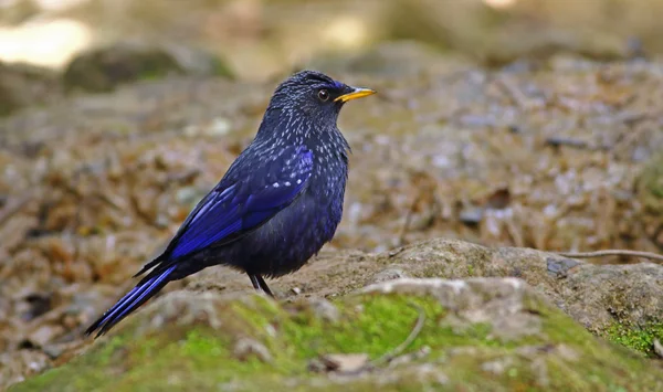 Mavi ıslık ardıç kuşu (Myophonus caeruleus)
