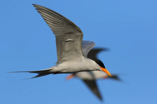 Terna fluviale in volo — Foto Stock