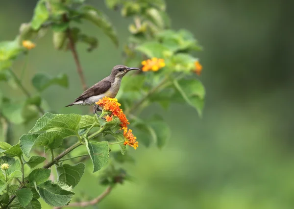 Paarse sunbird in de natuur — Stockfoto