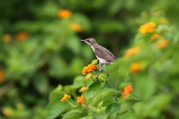 Mor Sunbird erkek — Stok fotoğraf