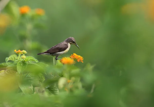 Lila Sunbird i Habitat — Stockfoto