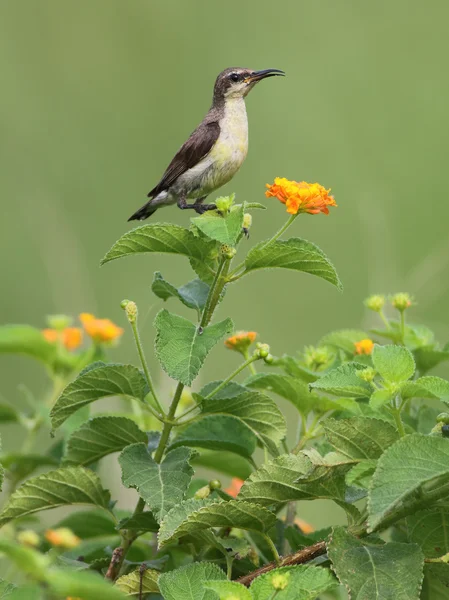 Habitat içinde mor Sunbird