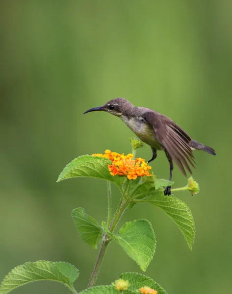 Habitat içinde mor Sunbird
