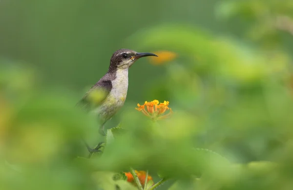 Фіолетовий Sunbird в Хабітат — стокове фото