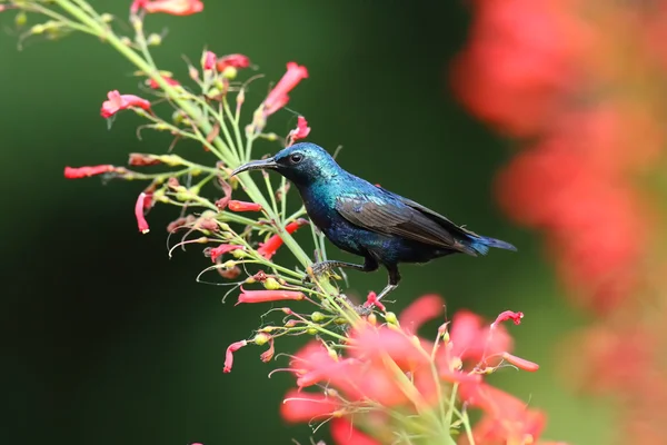 Lila Sunbird med blommor — Stockfoto