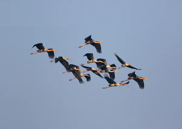 The Painted Stork flying — Stock Photo, Image