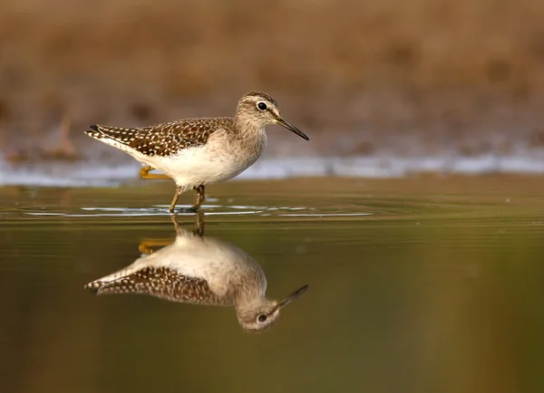 Wasserläufer und Feuchtgebietsstrandläufer / tringa glareola — Stockfoto