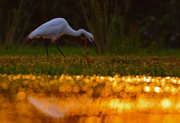 Egret in mattina — Foto Stock