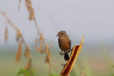 Alaca Bush sohbet (Saxicola caprata) 