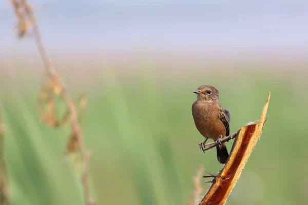 Пьеса (Saxicola caprata)) — стоковое фото