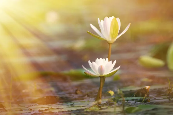 Flor de lótus no lago — Fotografia de Stock