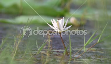 Lotus çiçeği Dragon anında