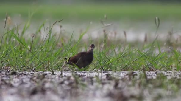 Brown crake in pond — Stok Video