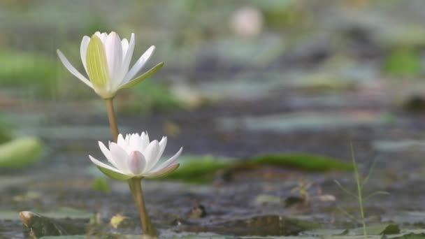 Flor de loto en la mañana ventosa — Vídeo de stock