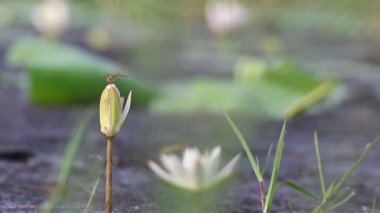 Lotus Dragon anında