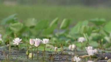 Lotus çiçekleri sabah