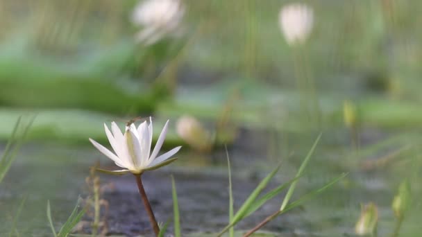 Δράκος λουλούδι στο Lotus — Αρχείο Βίντεο