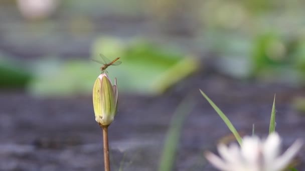 Lotus λουλούδι σε άγρια — Αρχείο Βίντεο