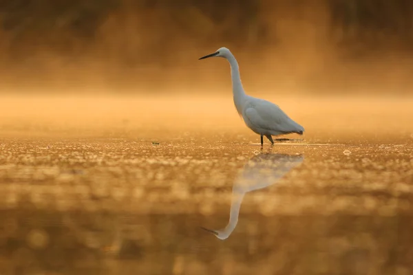 Little Egret por la mañana — Foto de Stock