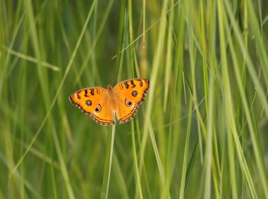  Tavus kuşu Pansy (Junonia almana)