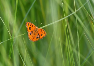 Tavus kuşu Pansy kelebek (Junonia Almana kelebek)