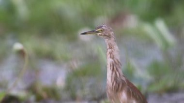 Indian Pond Heron