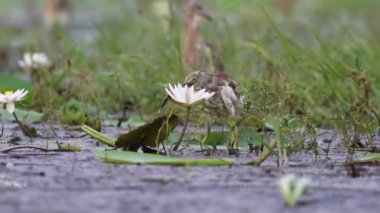 Indian pond heron avcılık