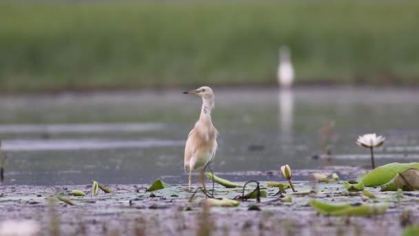 Indischer Teichreiher — Stockvideo