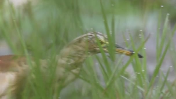 Indian Pond Heron — Stok video