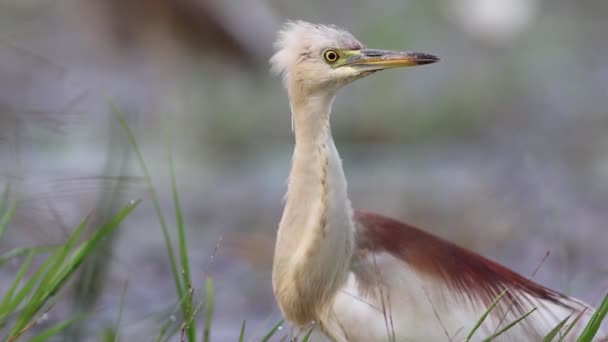 Indian Pond Heron — Stock Video