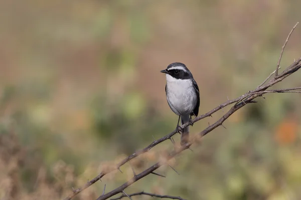 Grey Bush Chat (Saxicola ferreus) — Stock Photo, Image