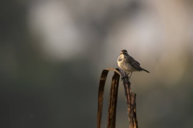 Güzel Bluethroat kuşu sabah levrekte