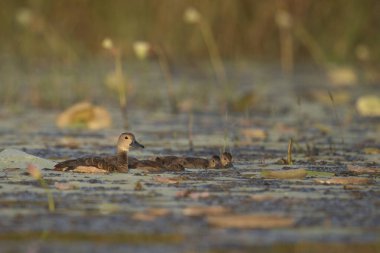 Yavrularla ıslık çalan ördek