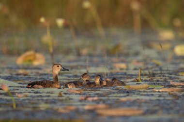 Yavrularla ıslık çalan ördek