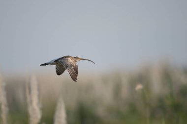 Avrasya kıvırcığı uçuyor 