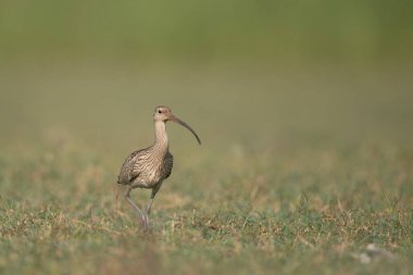 Avrasya kıvrımları sabah tarlada
