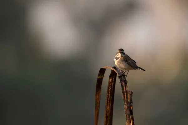 Прекрасная Птица Bluethroat Окуни Утром — стоковое фото