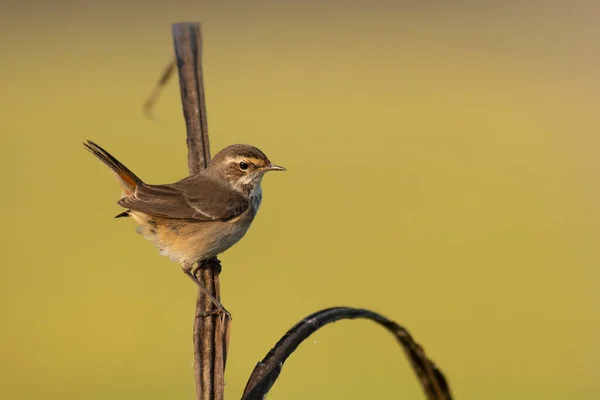 Beautiful Bluethroat Bird Perch Morning — Stock Photo, Image