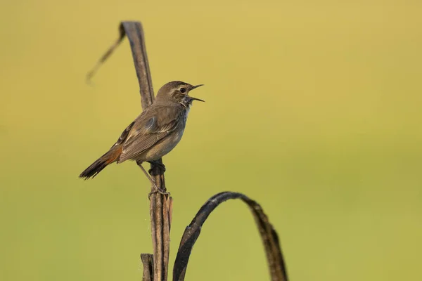 Vacker Blåstrupsfågel Abborre Morgonen — Stockfoto