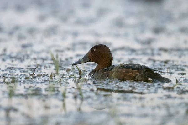Ferruginous Duck Wetland — Stock Photo, Image