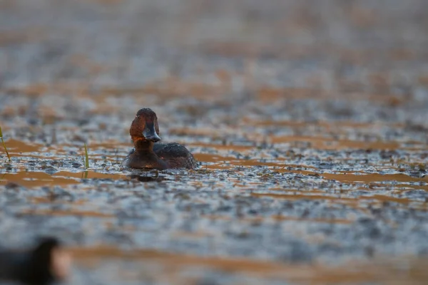 Fruchtige Ente Feuchtgebiet — Stockfoto