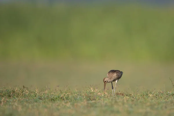 Ευρασιατικό Curlew Στο Πεδίο Πρωί — Φωτογραφία Αρχείου