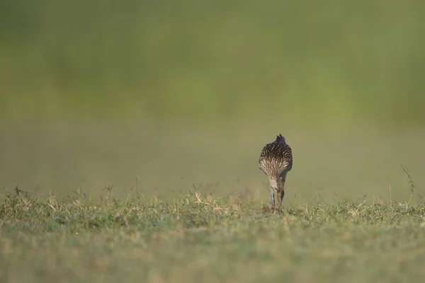 Eurasian Curlew Field Morning — Stock Photo, Image