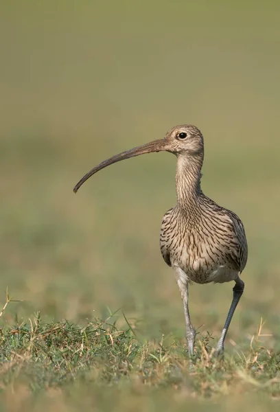 Eurasian Curlew Field Morning — Stock Photo, Image