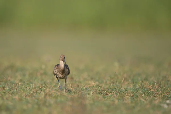 Eurasijské Curlew Poli Dopoledních Hodinách — Stock fotografie