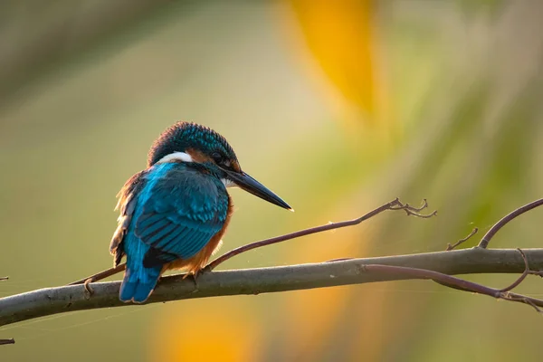 Common Kingfisher Alcedo Atthis Perch Morning — Stock Photo, Image