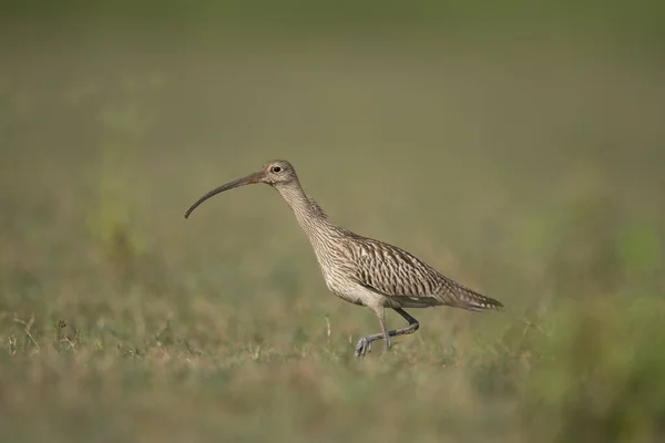 Eurasian Curlew Field Morning — Stock Photo, Image