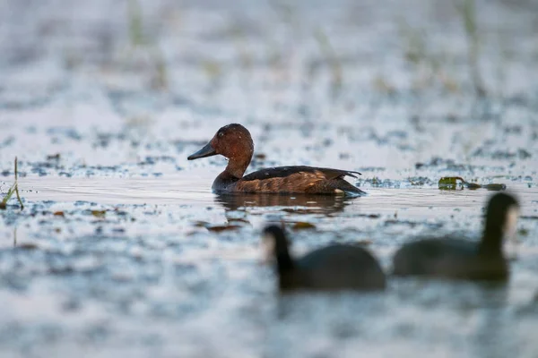 Vruchtbare Eenden Wetland — Stockfoto