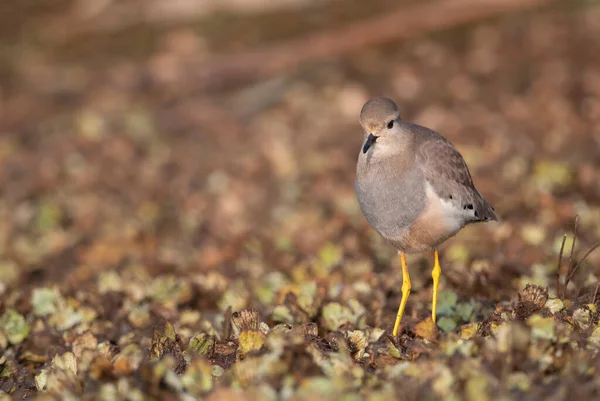 Vit Stjärt Lapwing Fågel Morgonen — Stockfoto